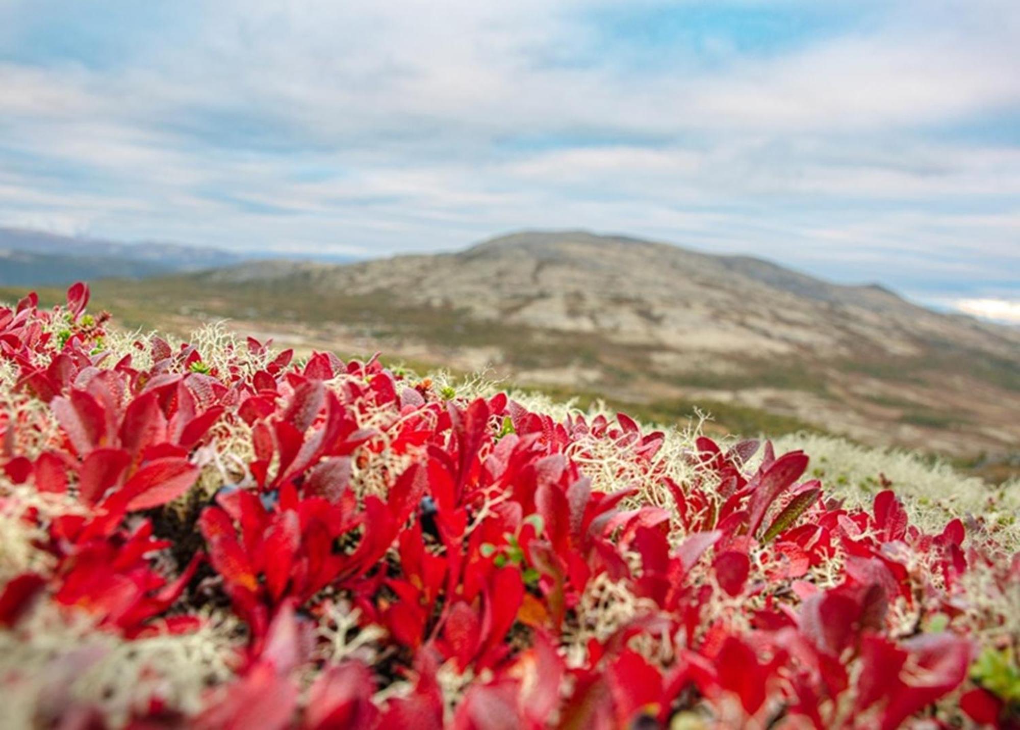 Hovringen Hogfjellshotell Kültér fotó